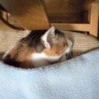 しぐれるぅ。 会員画像