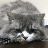 レゴ氏 会員画像