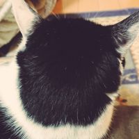 お砂糖 会員画像