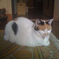 よしやん 会員画像