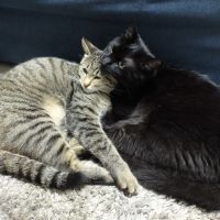 ねこのカギしっぽさん