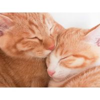 ちゅび 会員画像