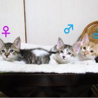 ふくうみ 会員画像