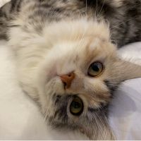 ねこうぱ