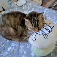 ちょまくんさん