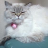 ぽんぽこまろんさん