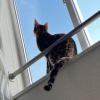 らむろむりむさん