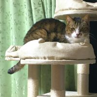 ムムデデさん