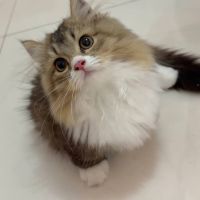 天使の癒しさん