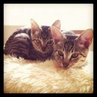 ケモコ 会員画像