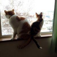 くぼさかさん