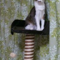 ぷっちこね 会員画像