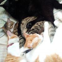 ゆき（雪）さん