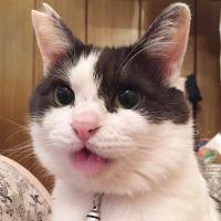 RICOcat 会員画像