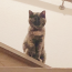 みきしぃ
