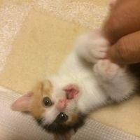 腕サツマイモ 会員画像