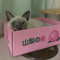 会員画像