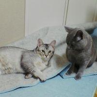 ボンボンピース 会員画像