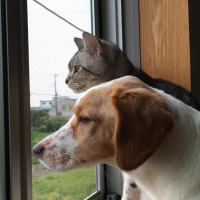 なちょぬーぴー 会員画像