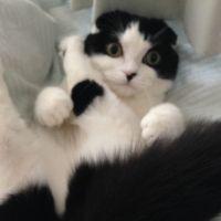 なっちゃんとあんこ 会員画像