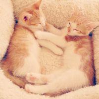 ねこうさぎのみみ 会員画像