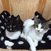 猫三ママ 会員画像