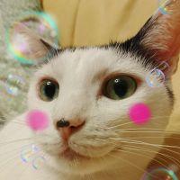 にゃんらぶぴーす 会員画像