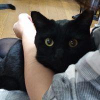 love neko 会員画像