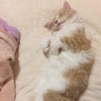 さよぽん 会員画像