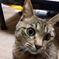 メメさんのパパさん