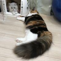 ちゃちゃもじゃ 会員画像