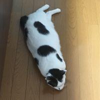 シロベー 会員画像