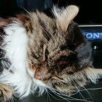 森のクマちゃん 会員画像