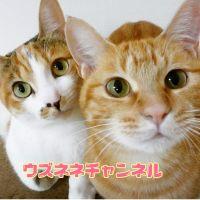 ウズネネチャンネル 会員画像