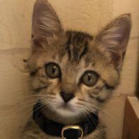 猫ぐらし2年目さん