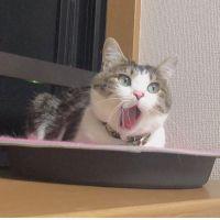 いわ あおい 会員画像
