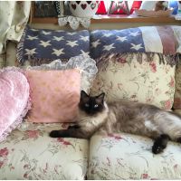 ふくろうねこ 会員画像