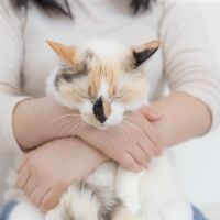 ねこのおうちさがし和泉支部 会員画像