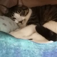 とらのかーちゃん 会員画像