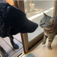 ジャックとチャイ 会員画像