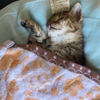すももっ 会員画像