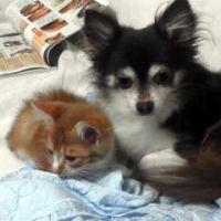 犬田ワン 会員画像