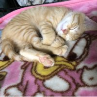 うさねここ 会員画像