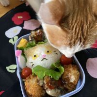 アプリコットまま 会員画像