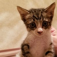 サバねこ 会員画像