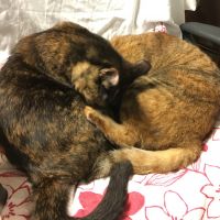 shimahokke 会員画像