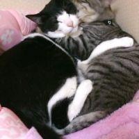 モカラテ 会員画像