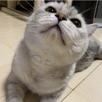 こすけたろう 会員画像