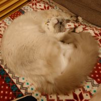 ごめ酢 会員画像