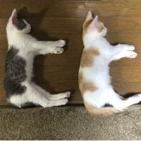 ちまとげさん